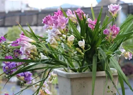 冬天植物|风雨兰怕冻吗