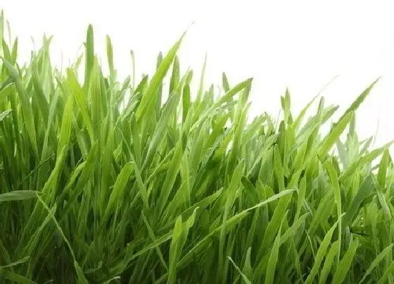 植物文学|小草的生长过程