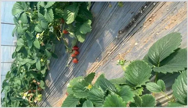 草莓无土栽培技术 | 农业科普