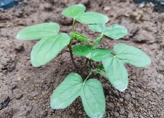 植物播种|牵牛花什么时候播种最好