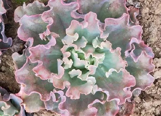 冬天植物|包菜耐寒多少度