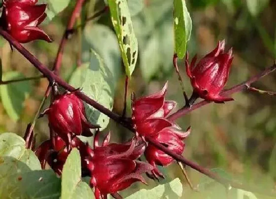 植物播种|红桃k什么时候播种