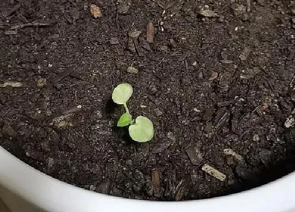 植物发芽|大丽花种子多久发芽