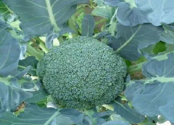 果实成熟|菜花多久成熟 生长期是多长时间