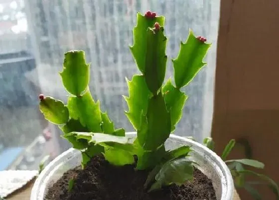 冬天植物|蟹爪兰抗冻吗