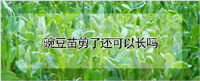 豌豆苗剪了还可以长吗 | 自然知识