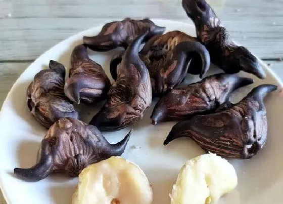 食用科普|菱角是热性还是凉性