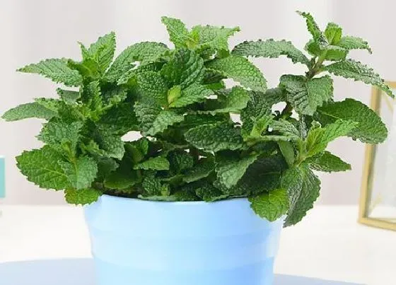 植物百科|薄荷有籽吗