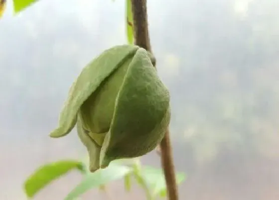 开花时间|荔枝树什么时候开花 一般几月份开花