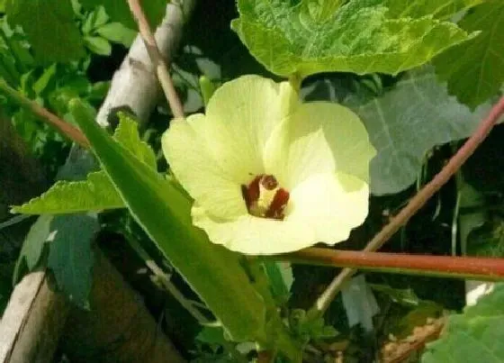 植物播种|黄秋葵什么时候播种