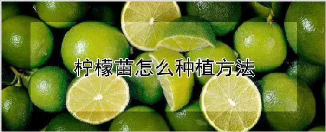 柠檬苗怎么种植方法 | 耕种资料