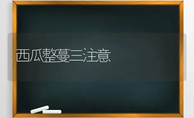 西瓜整蔓三注意 | 瓜果种植