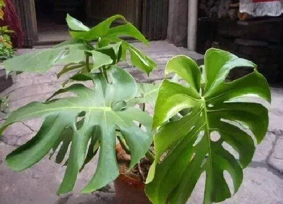 植物病害|龟背竹炭疽病的发病原因及治疗方法