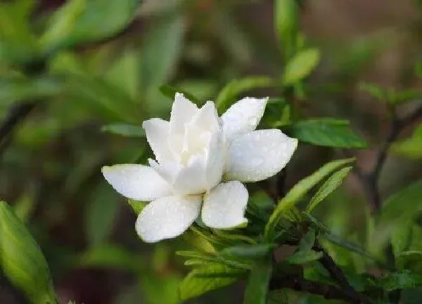 植物浇水|栀子花多久浇一次水