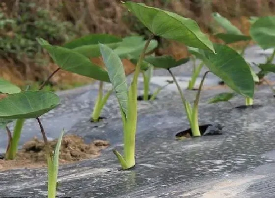 种植管理|芋头几月份种合适