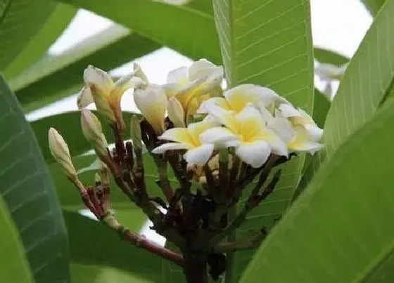 习性特点|菠萝蜜开花是什么样子 开花颜色与时间