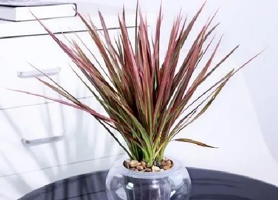 植物种类|千年木有几个品种图片 千年木有几种颜色，哪种最好