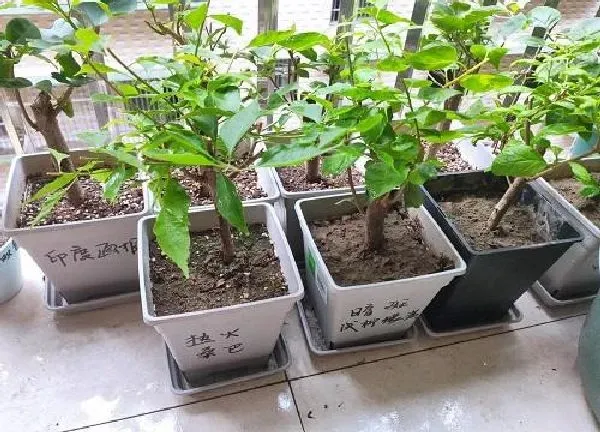 养殖科普|蚯蚓土适合养什么花卉植物