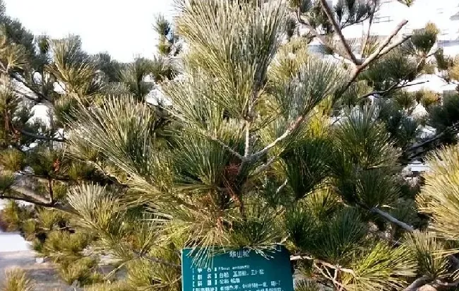 种植土壤|中国十大松树