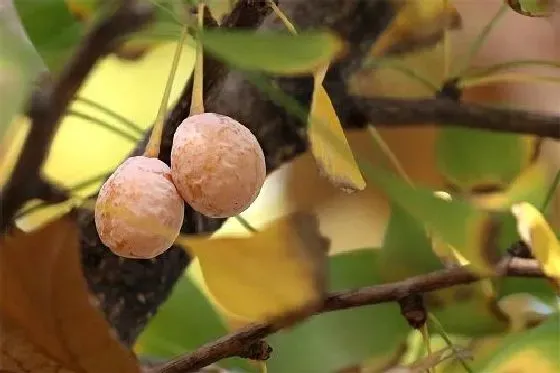 种植管理|银杏树几年结果实 种植多久才能开花挂果