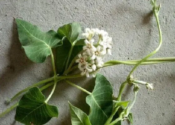植物百科|何首乌开花吗 开花是什么样子的