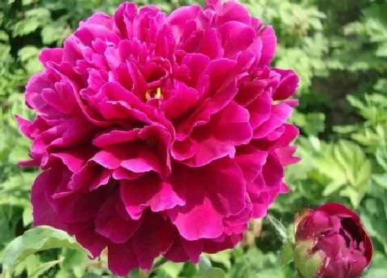 不开花|芍药不开花是什么原因
