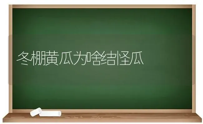 冬棚黄瓜为啥结怪瓜 | 蔬菜种植