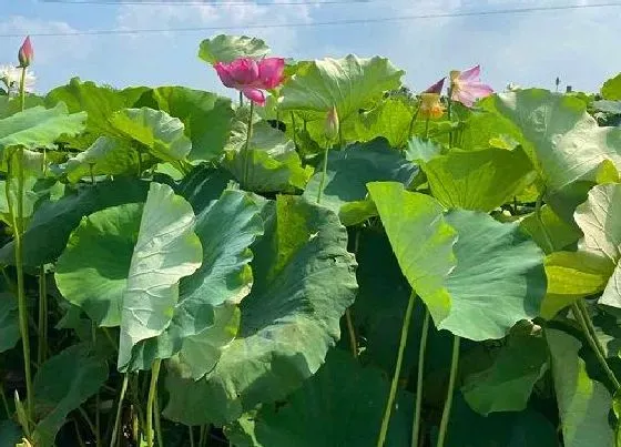 植物寓意|荷花代表什么生肖