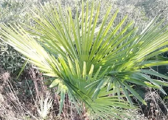 植物种类|棕榈树是什么树 属于常绿乔木