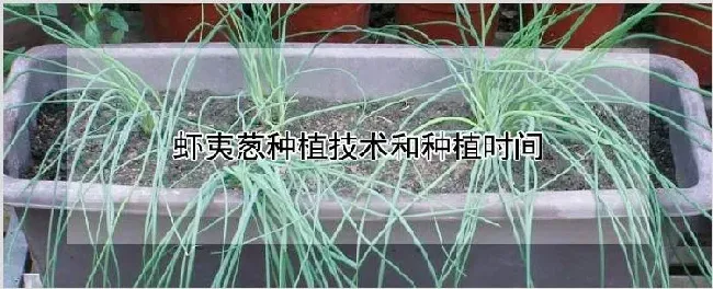 虾夷葱种植技术和种植时间 | 农业科普