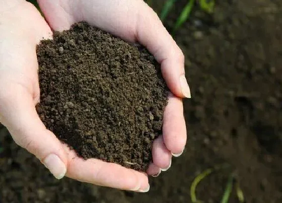 种植管理|8种给土壤消毒方法 土壤消毒杀菌简单有效方法