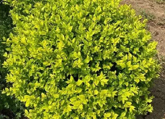 植物寓意|小叶女贞的风水寓意和摆放位置
