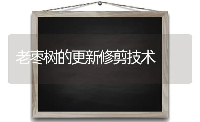 老枣树的更新修剪技术 | 瓜果种植