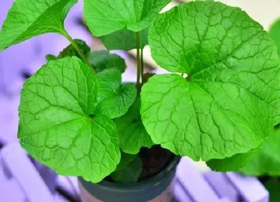 植物百科|青芥是什么植物