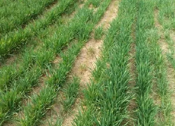 种植管理|小麦抽穗扬花期管理技术与措施，扬花期主要病虫害防治）