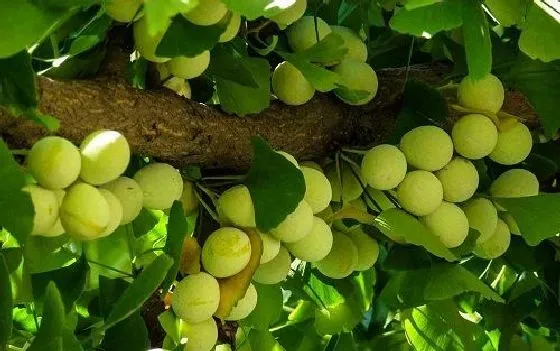 种植管理|银杏树几年结果实 种植多久才能开花挂果