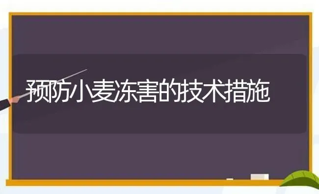 预防小麦冻害的技术措施 | 粮油作物种植