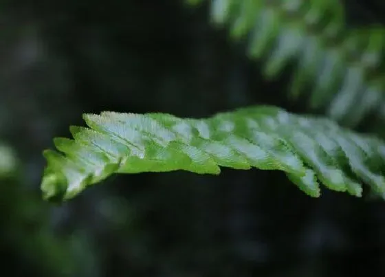 果实科普|蜈蚣草的果实有毒吗