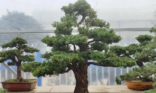 种植土壤|中国十大松树