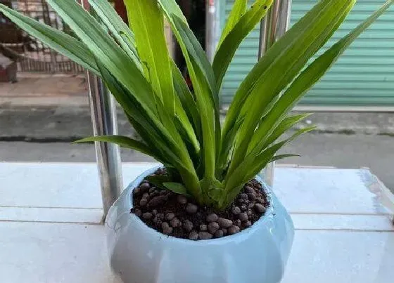 植物毒性|文心兰有毒吗 能在家里养吗