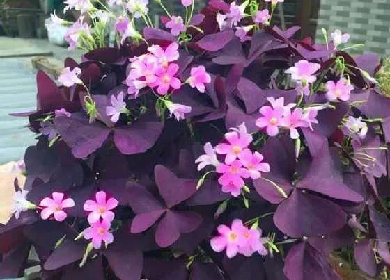 种植管理|酢浆草什么季节种植好