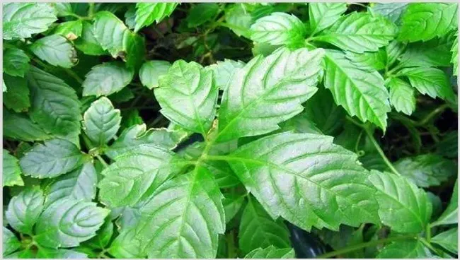 青黛怎么种 | 耕种资料