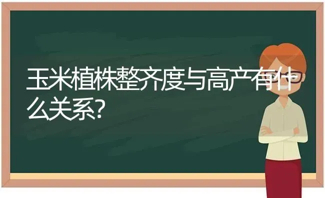 玉米植株整齐度与高产有什么关系？ | 瓜果种植