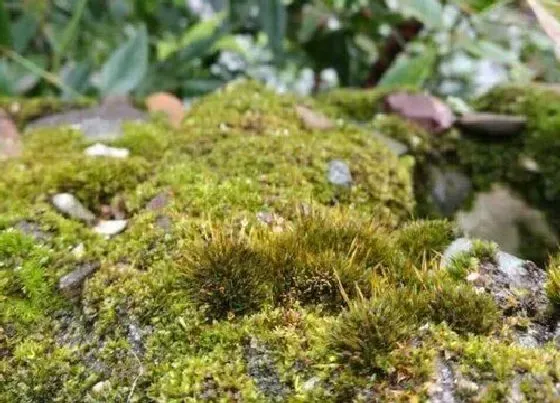 植物百科|墙藓是什么植物类别