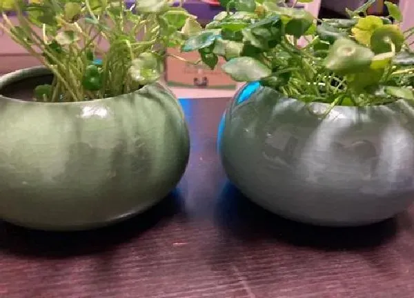 养殖科普|无孔花盆适合养什么花