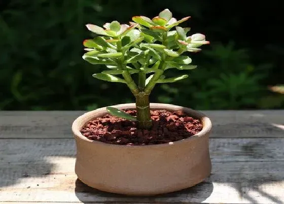 植物毒性|玉树盆栽有毒吗 可以放在室内养吗