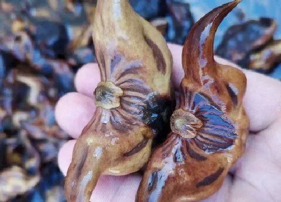 食用科普|菱角是热性还是凉性