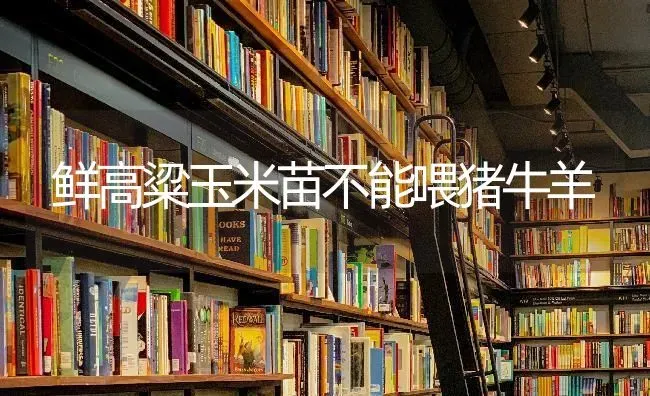 鲜高粱玉米苗不能喂猪牛羊 | 粮油作物种植