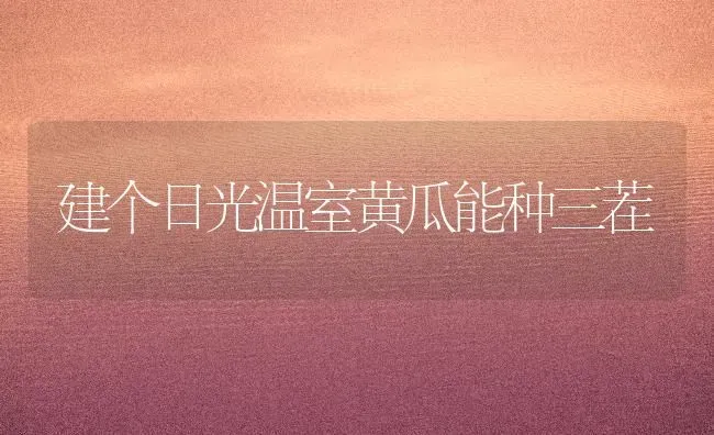 建个日光温室黄瓜能种三茬 | 蔬菜种植
