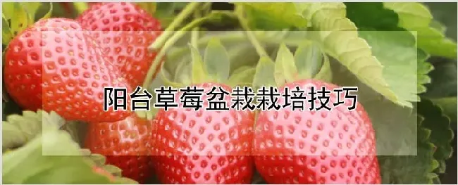 阳台草莓盆栽栽培技巧 | 耕种资料